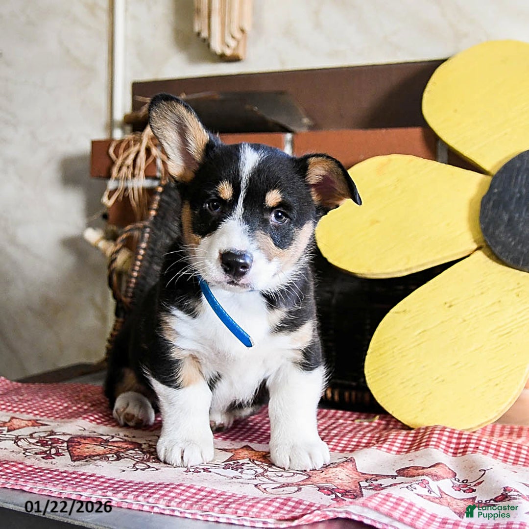 Welsh Corgi Pembroke dogs for sale: Domino - Ad 3