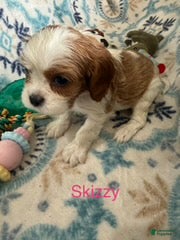 Cavalier King Charles Spaniel dogs Skizzy - Ad 2