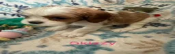 Cavalier King Charles Spaniel dogs for sale: Skizzy - Ad 2