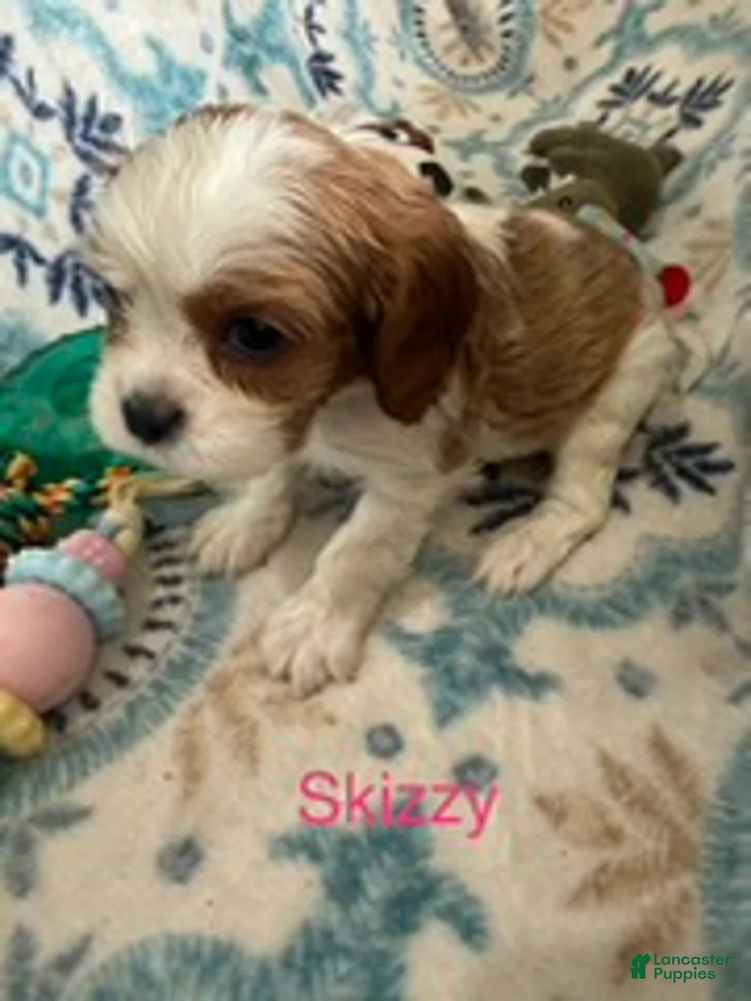 Cavalier King Charles Spaniel dogs for sale: Skizzy - Ad 2