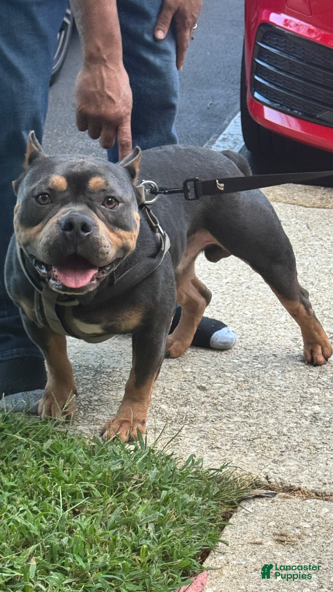 American Bully dogs for sale: American Bully Puppy 3 (Rex) - Ad 11