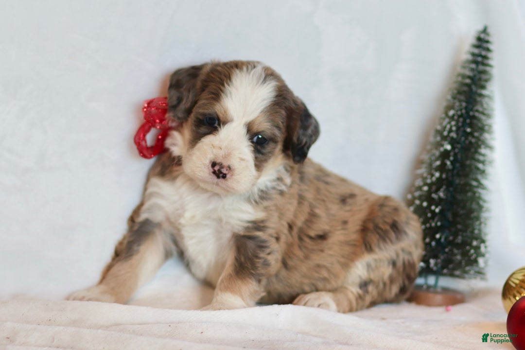 Bernedoodle dogs for sale: Whisper - Ad 1