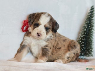 Bernedoodle dogs Whisper - Ad 41