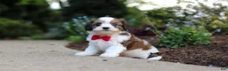Cavachon dogs for sale: Benji - Ad 6
