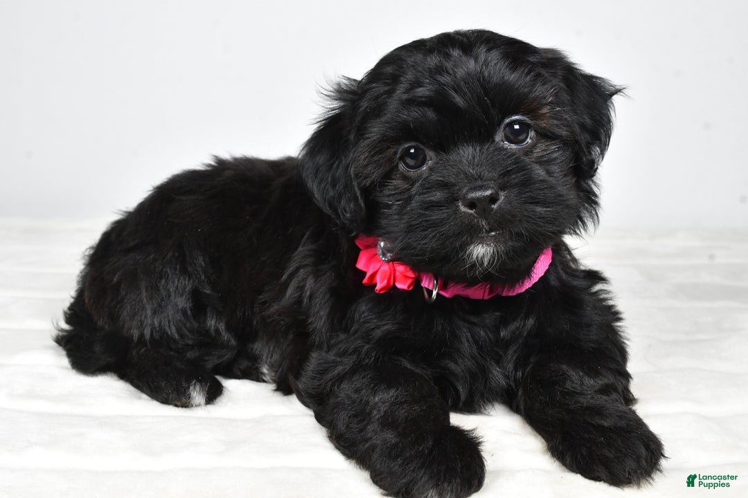 Shihpoo dogs for sale: Izzy - Ad 8
