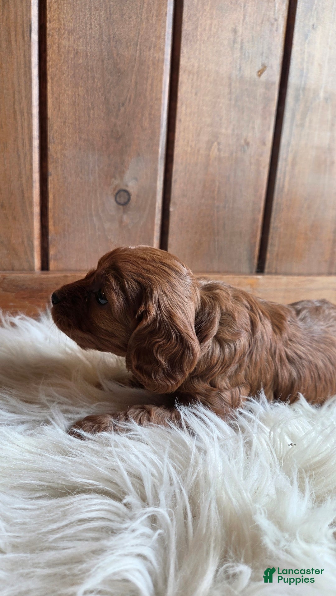 Cavapoo dogs for sale: Bella - Ad 4