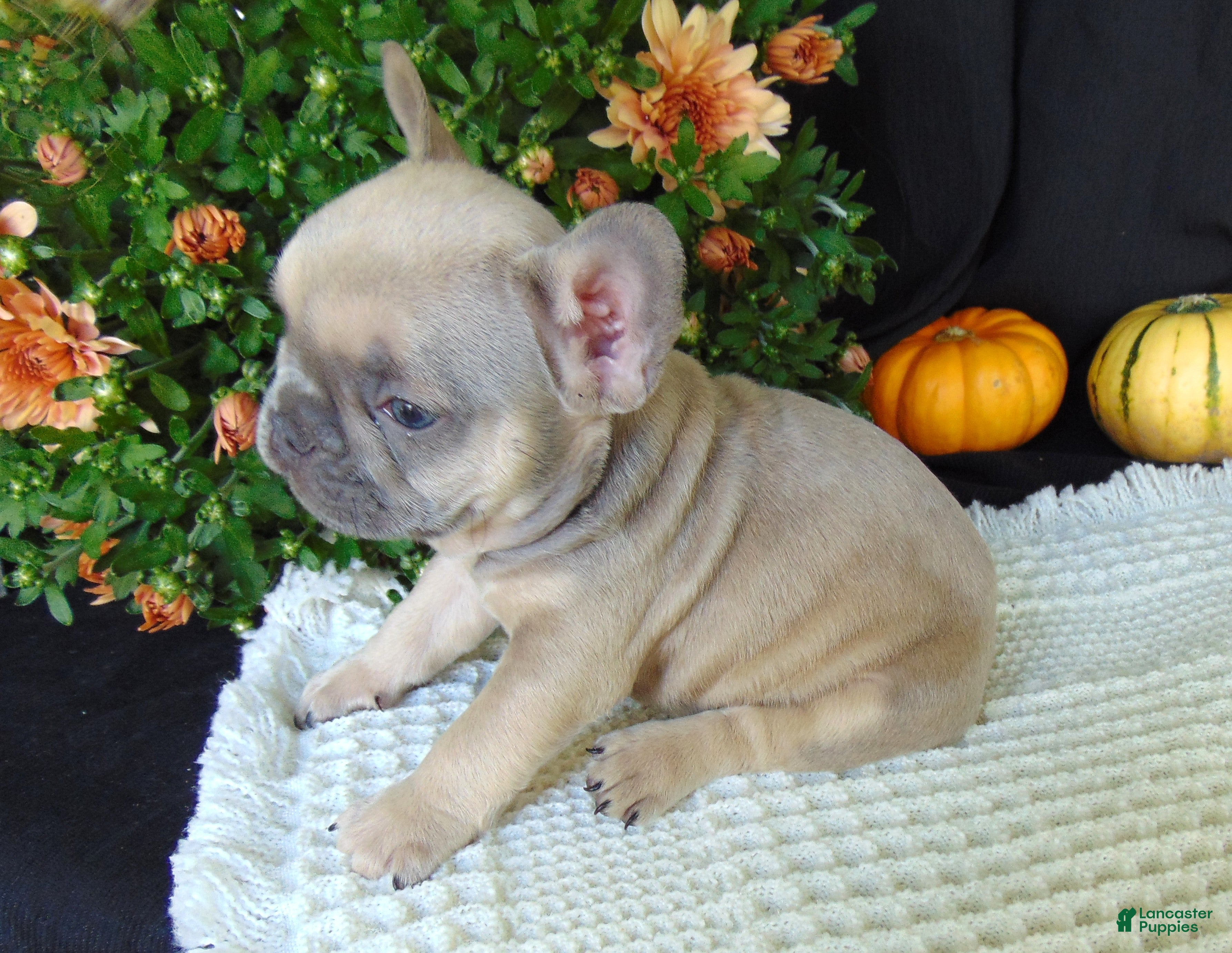 French Bulldog dogs Mitchell - Ad 2