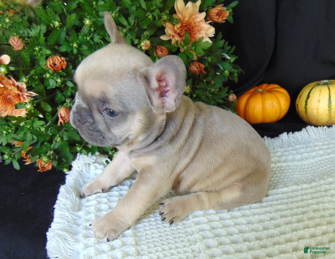 French Bulldog dogs for sale: Mitchell - Ad 2