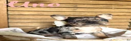 French Bulldog dogs for sale: French Bulldog 4 - Ad 1