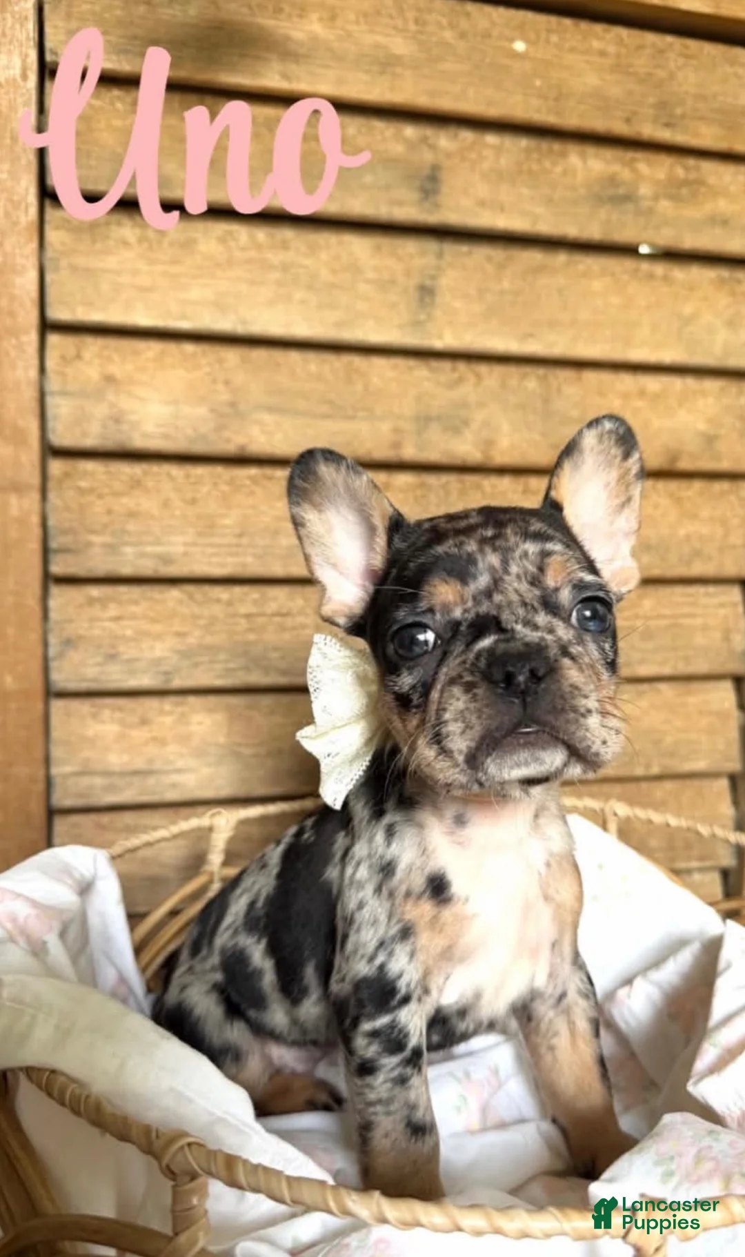 French Bulldog dogs for sale: French Bulldog 4 - Ad 1