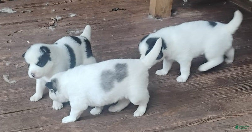 Siberian Husky dogs Siberian Husky Puppy 3 - Ad 1