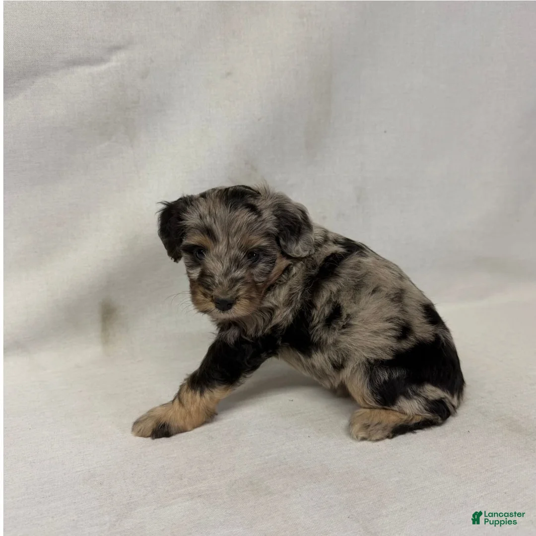 Aussiedoodle dogs for sale: Chloe - Ad 2