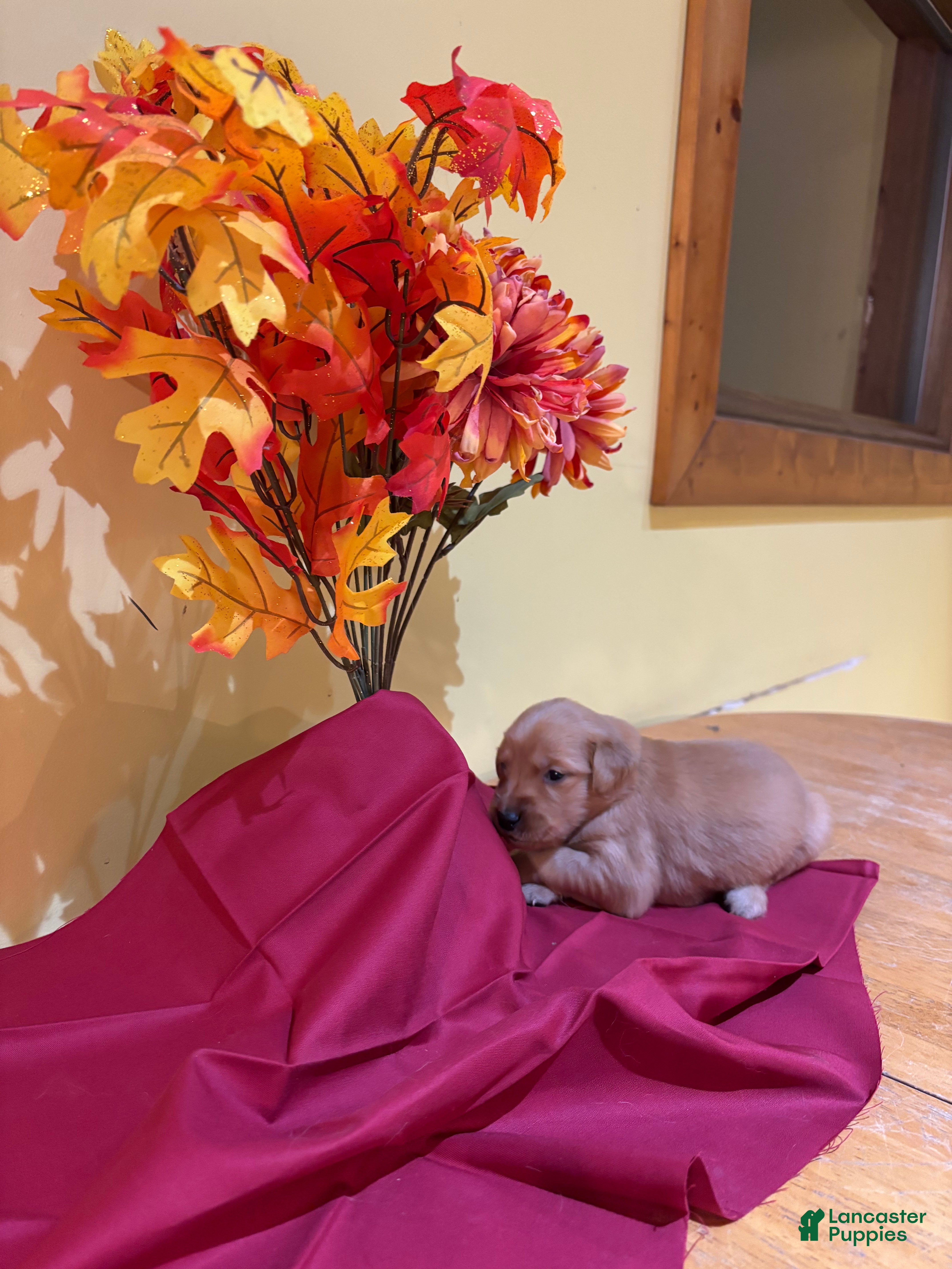 Golden Retriever dogs Miss Orange - Ad 2