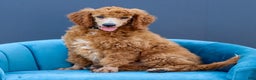 Standard Poodle dogs for sale: Ronnie - Ad 9