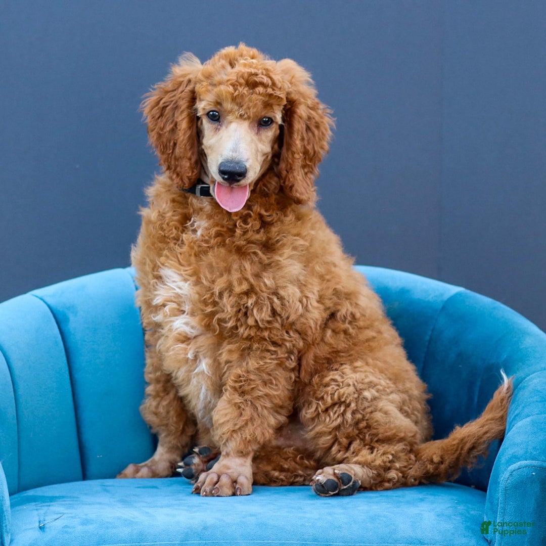 Standard Poodle dogs for sale: Ronnie - Ad 9