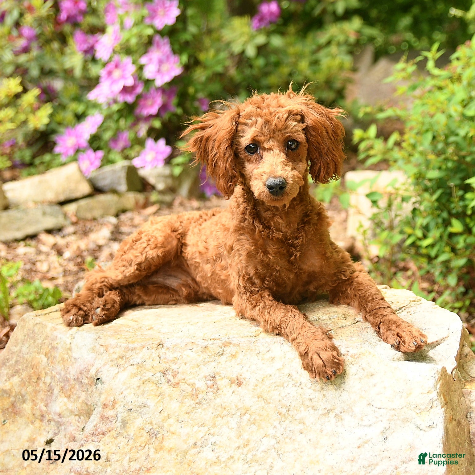 Toy Poodle dogs Waylon - Ad 2
