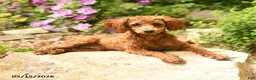 Toy Poodle dogs for sale: Waylon - Ad 2