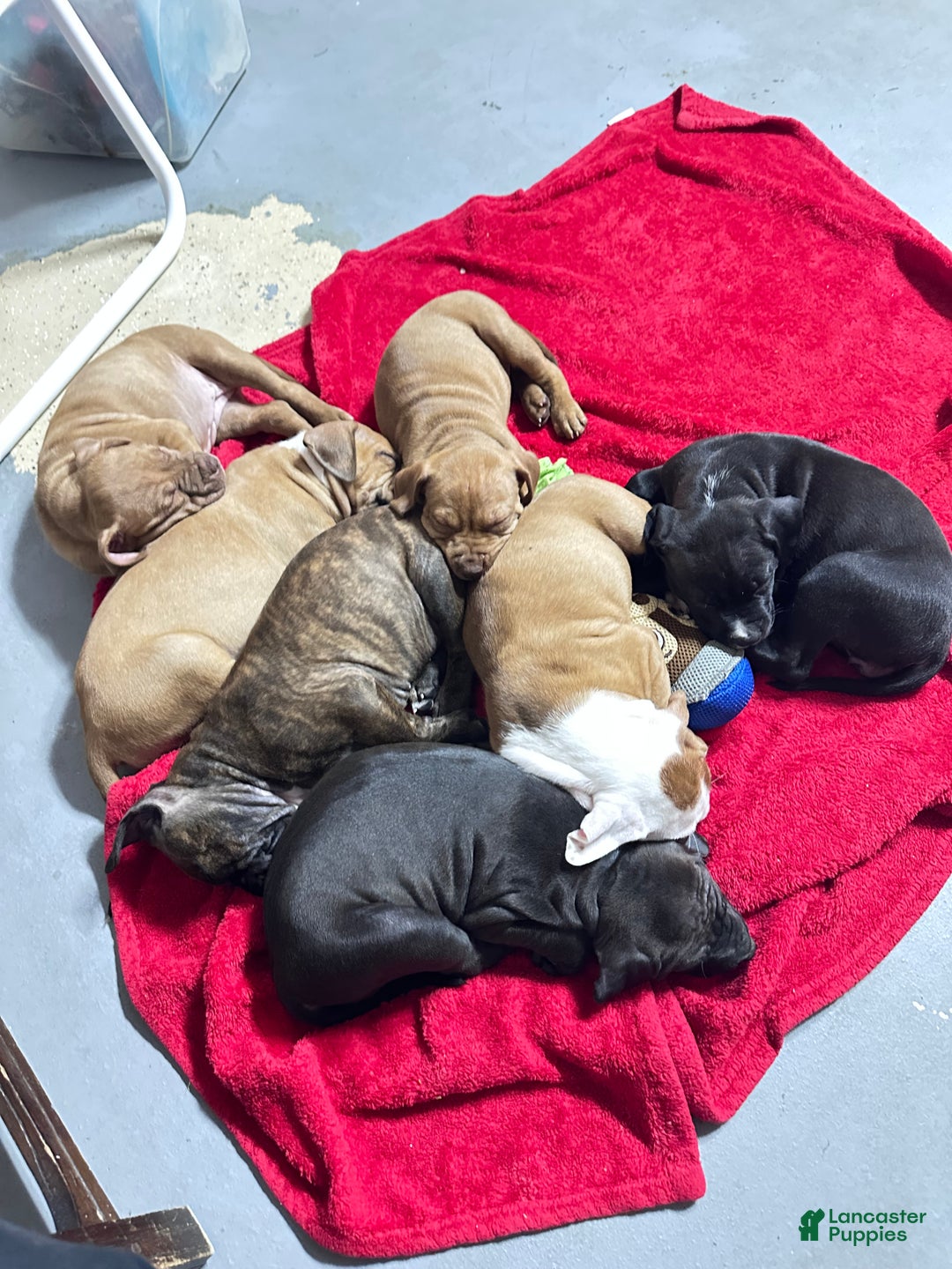 American Pit Bull Terrier dogs for sale: Bella - Ad 15