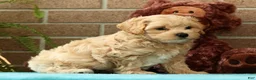 Maltipoo dogs for sale: Asher - Ad 7