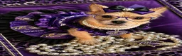 Mixed Breed dogs for sale: Mixed Breed 1 - Ad 5