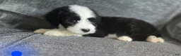 Sheepadoodle dogs for sale: Hosta- blue collar  - Ad 1