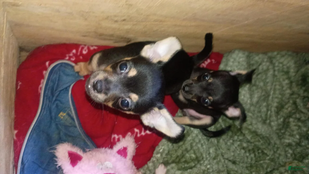 Chihuahua dogs for sale: Chihuahua 2 - Ad 2
