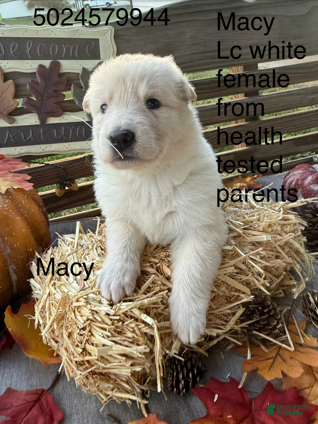 German Shepherd dogs for sale: Macy - Ad 2