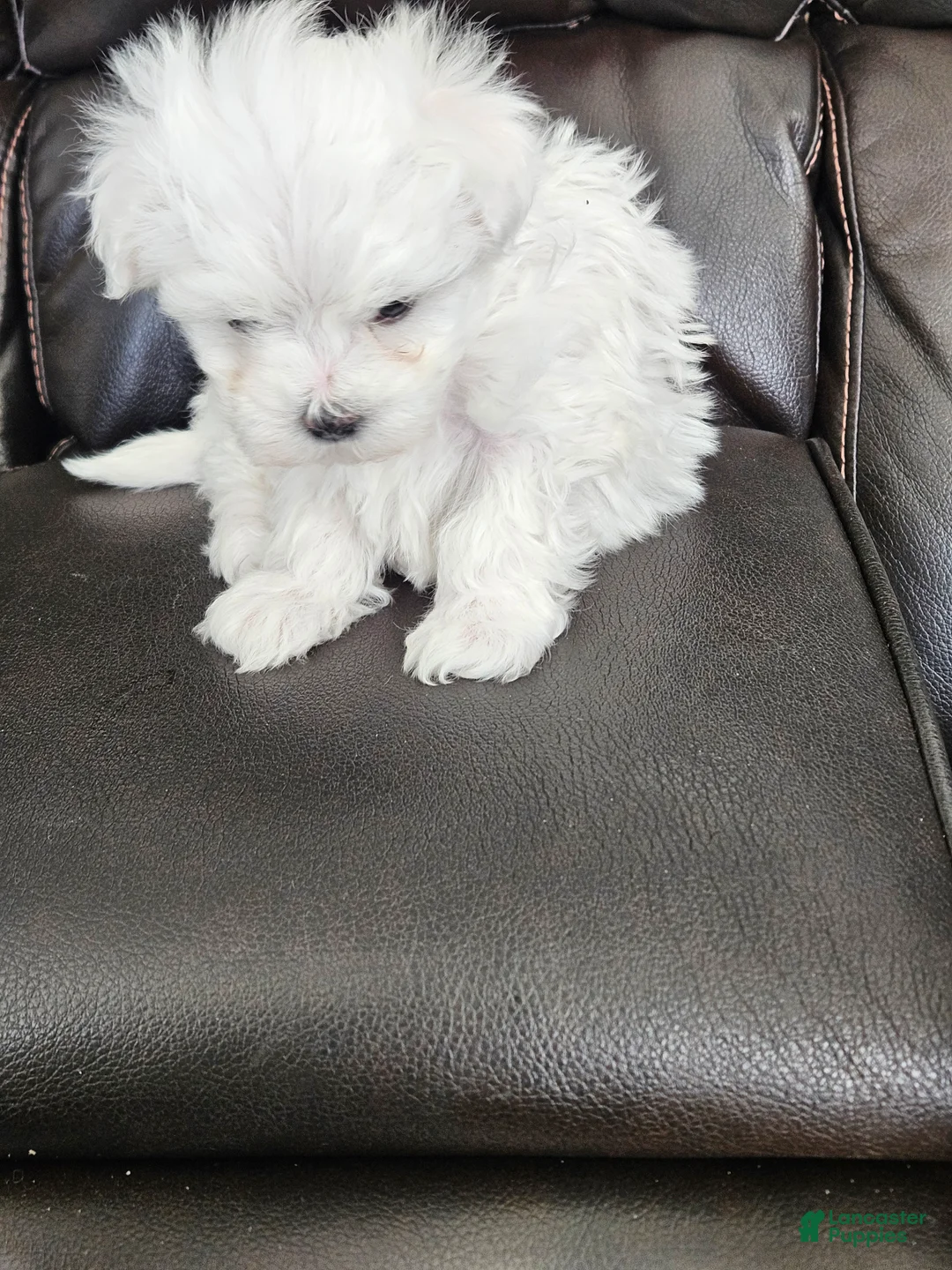 Maltese dogs for sale: Maltese Puppy 2 - Ad 1