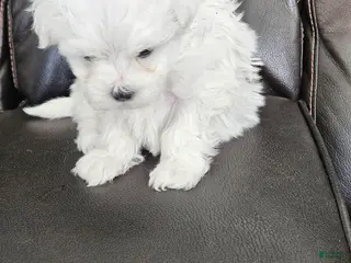 Maltese dogs Maltese Puppy 2 - Ad 4