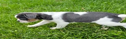 Mixed Breed dogs for sale: Spot - Ad 12