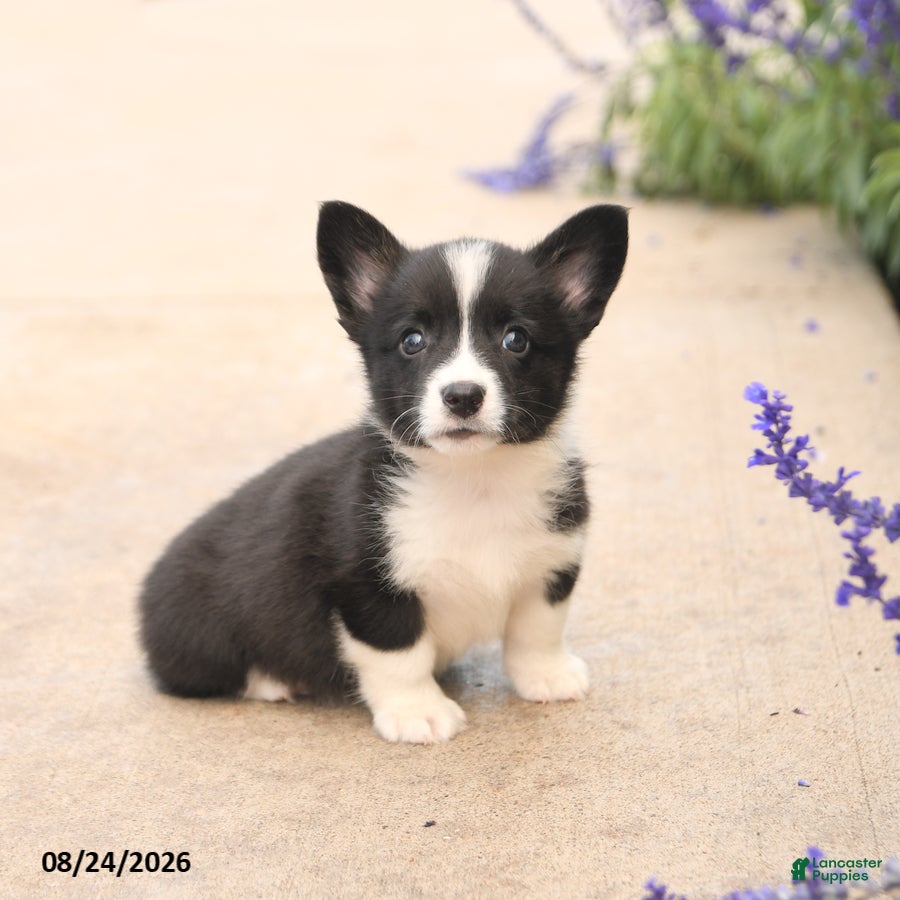 Welsh Corgi Pembroke dogs Lucy - Ad 2