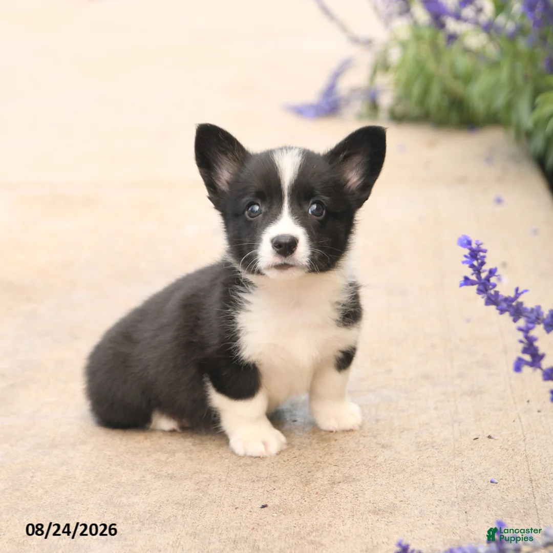 Welsh Corgi Pembroke dogs for sale: Lucy - Ad 2