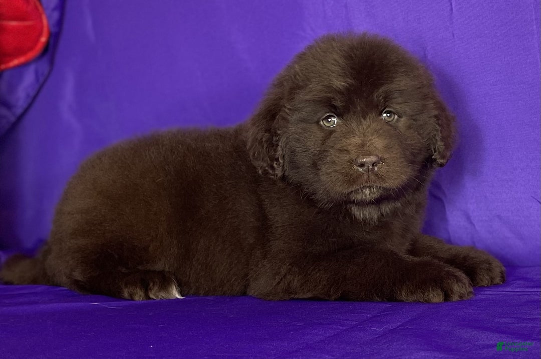 Newfoundland dogs for sale: Velvet - Ad 6