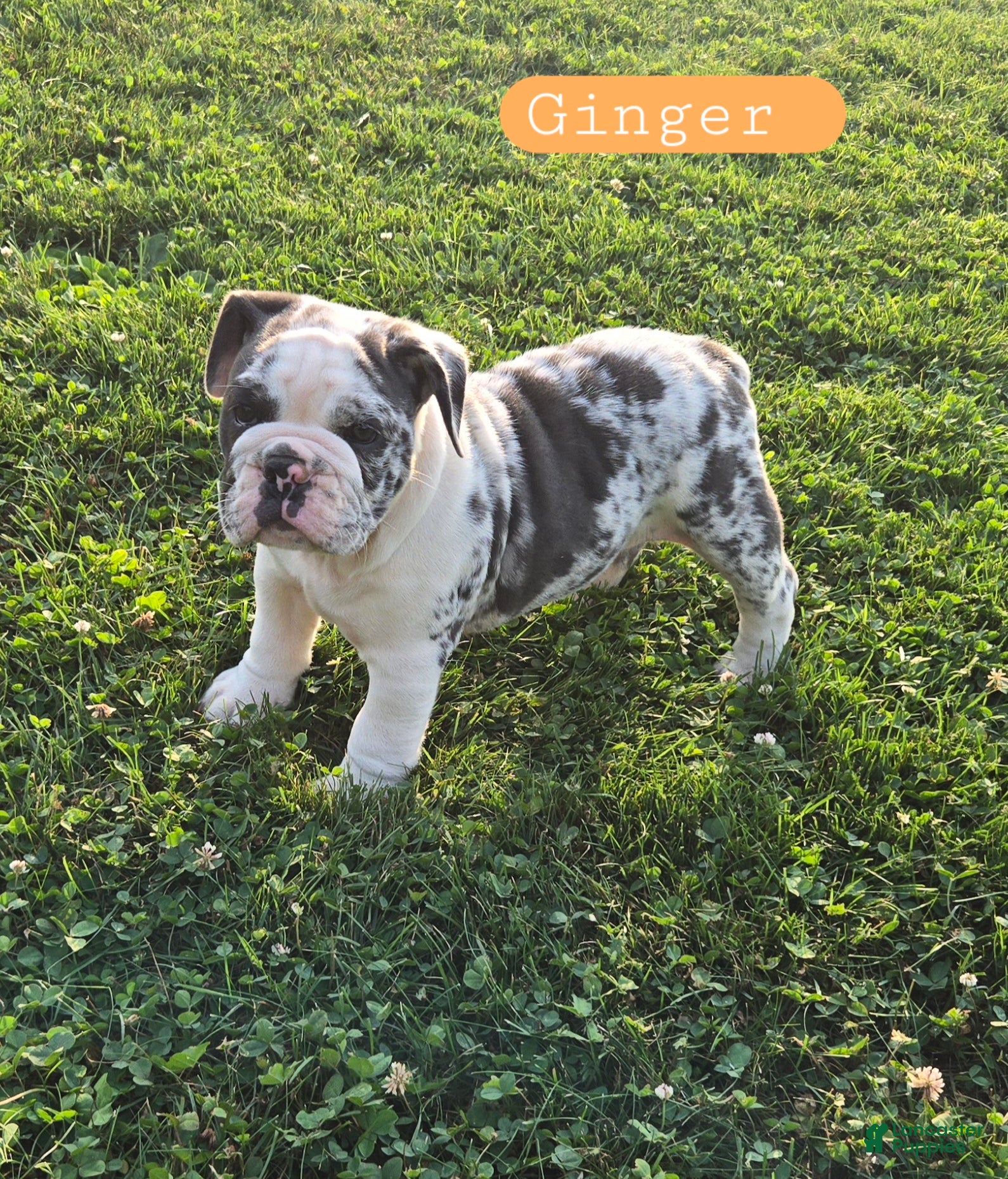 Olde English Bulldogge dogs Ginger - Ad 1