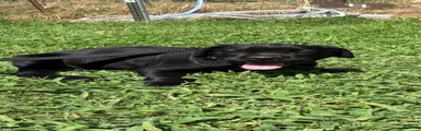 Cane Corso Puppy 11