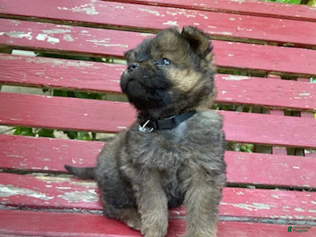 Chow Chow dogs for sale: Ana - Ad 2