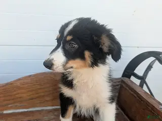 Australian Shepherd dogs Zora - Ad 32
