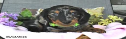 Miniature Dachshund dogs for sale: Kelsie - Ad 1