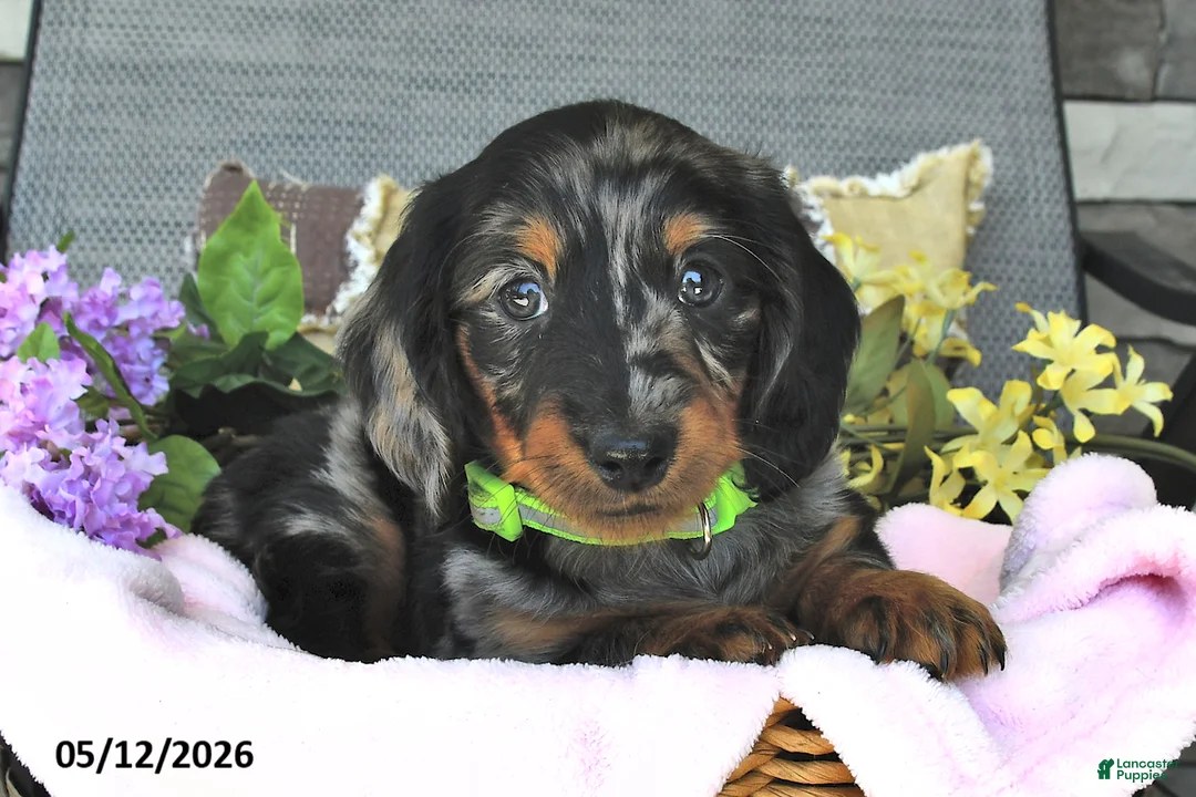 Miniature Dachshund dogs for sale: Kelsie - Ad 1