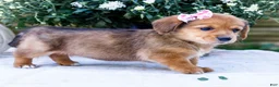 Mixed Breed dogs for sale: Sadie - Ad 4