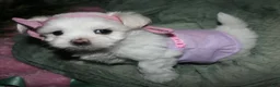 Maltese dogs for sale: Diva - Ad 8