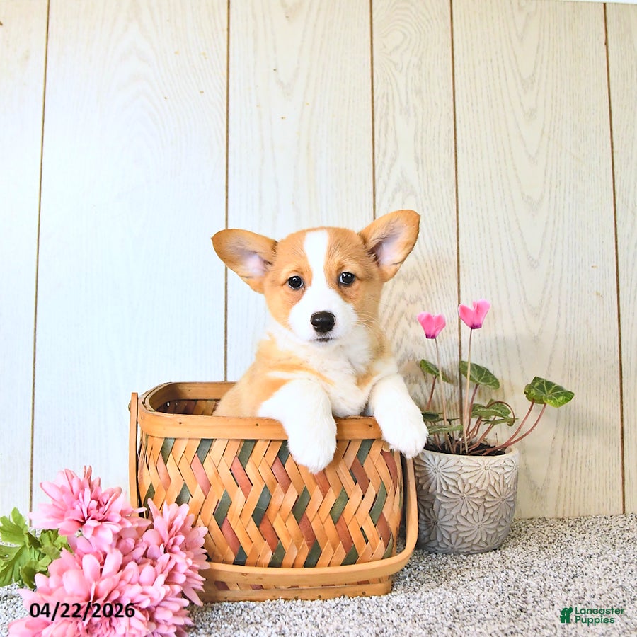 Welsh Corgi Pembroke dogs Kristy - Ad 1