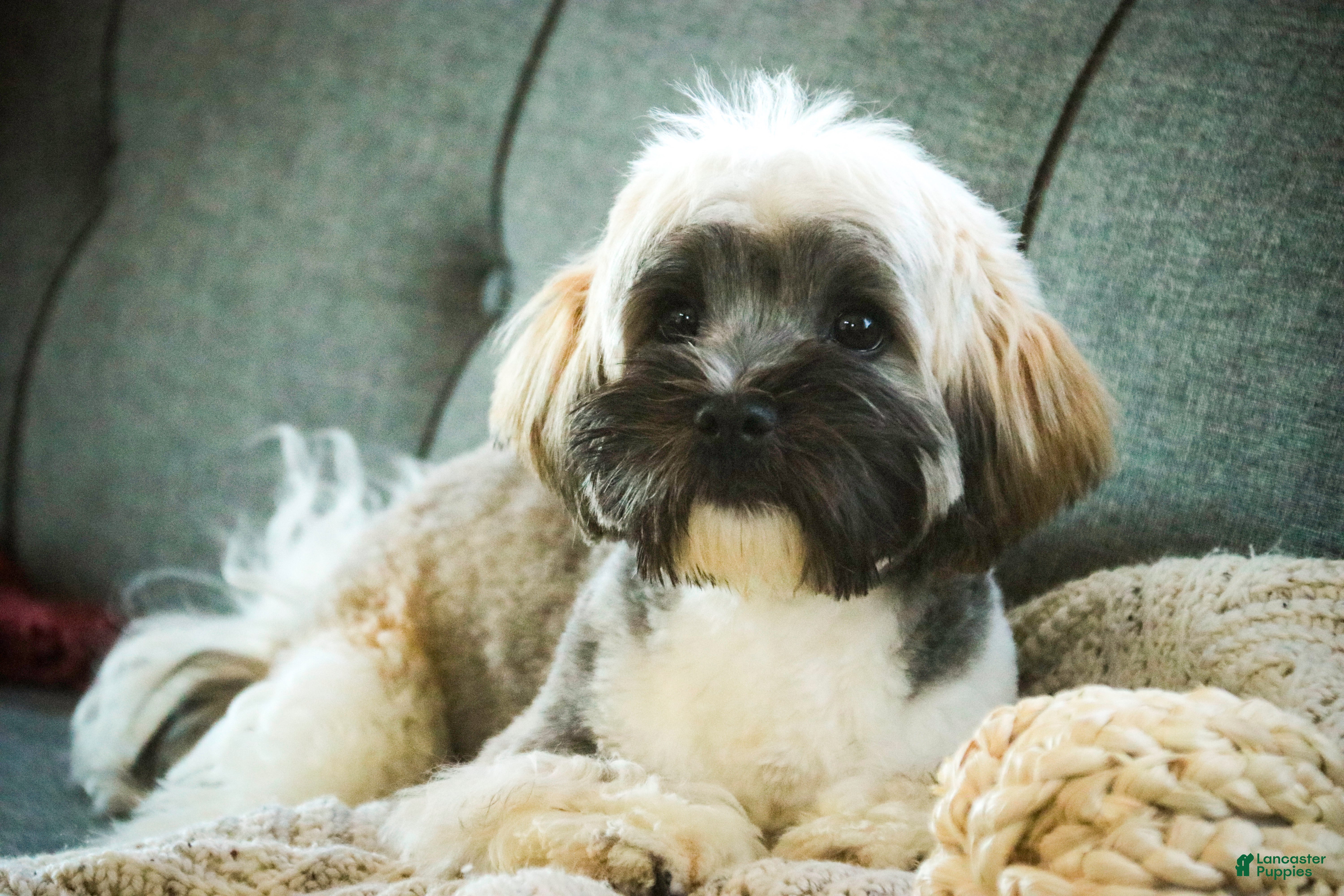 Havanese dogs Hoosier - Ad 1