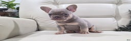 French Bulldog dogs for sale: Kane - Ad 4