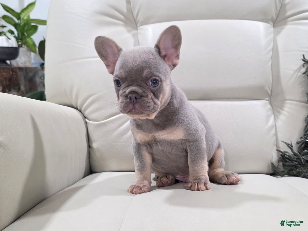 French Bulldog dogs for sale: Kane - Ad 4
