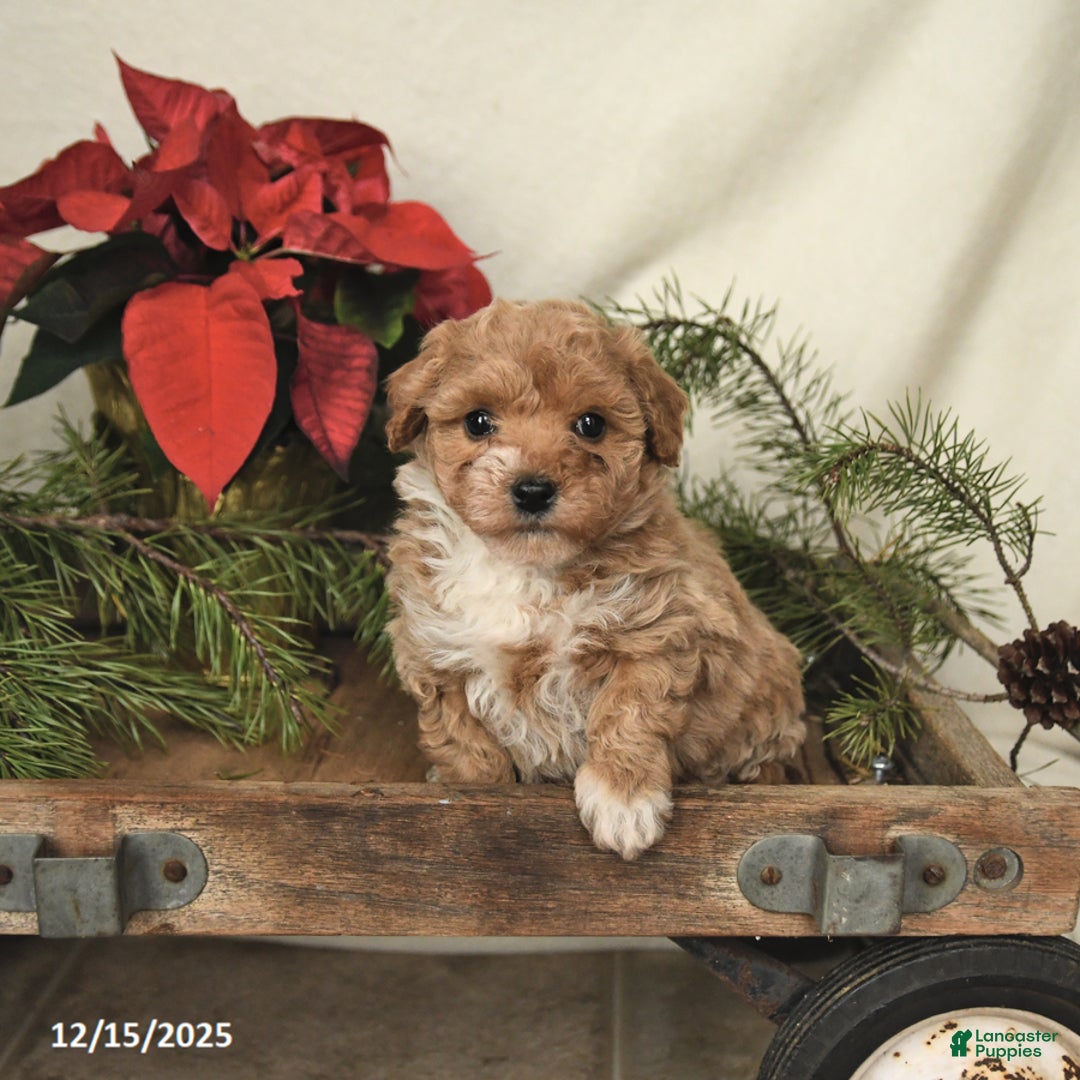 Sheltiedoodle dogs for sale: Rainbow - Ad 2