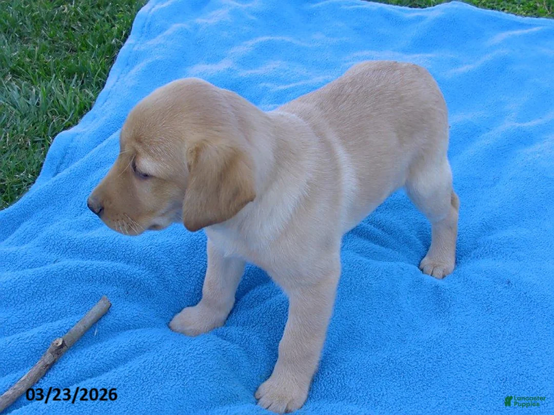 Labrador Retriever dogs for sale: Birdie - Ad 2