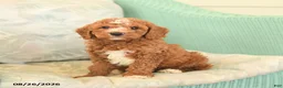 Cavapoo dogs for sale: Farlow - Ad 4