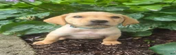 Labrador Retriever dogs for sale: Hank - Ad 4