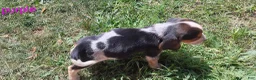 Beagle dogs for sale: Female purple collar summer 2026 - Ad 14